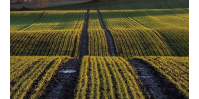 Nuolatinis tikslumas