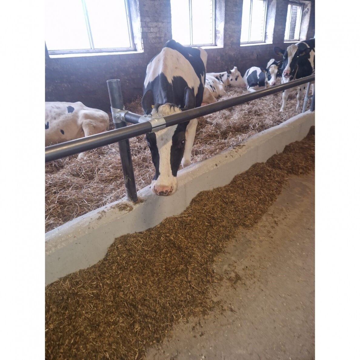 Apkaba T formos 60x48 M12x75 90030183 4