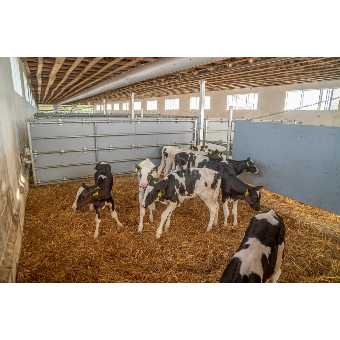 Pertvara su plastikine plokšte veršiams 90-120 cm 323275 2