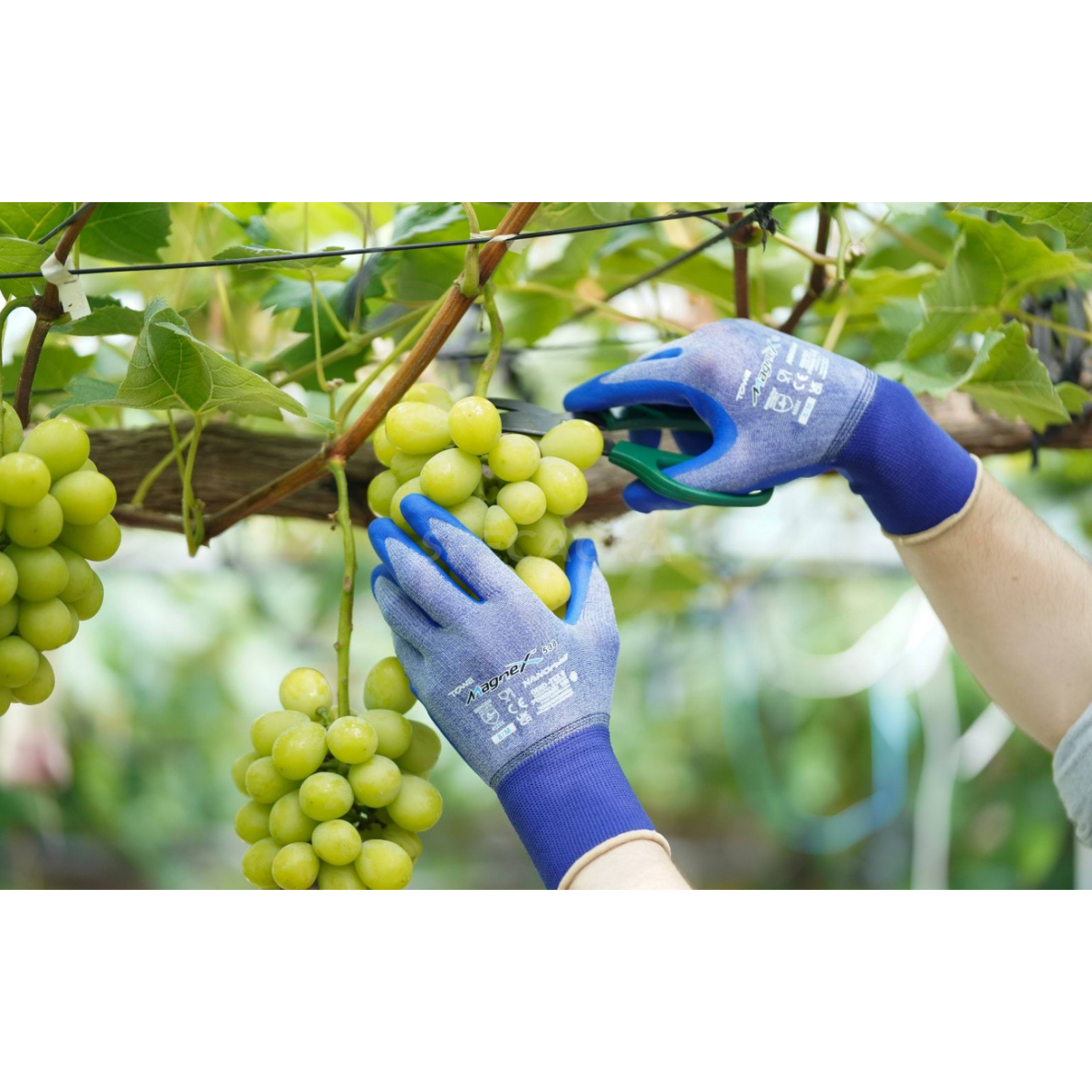 Pirštinės XL dydis 297688 2