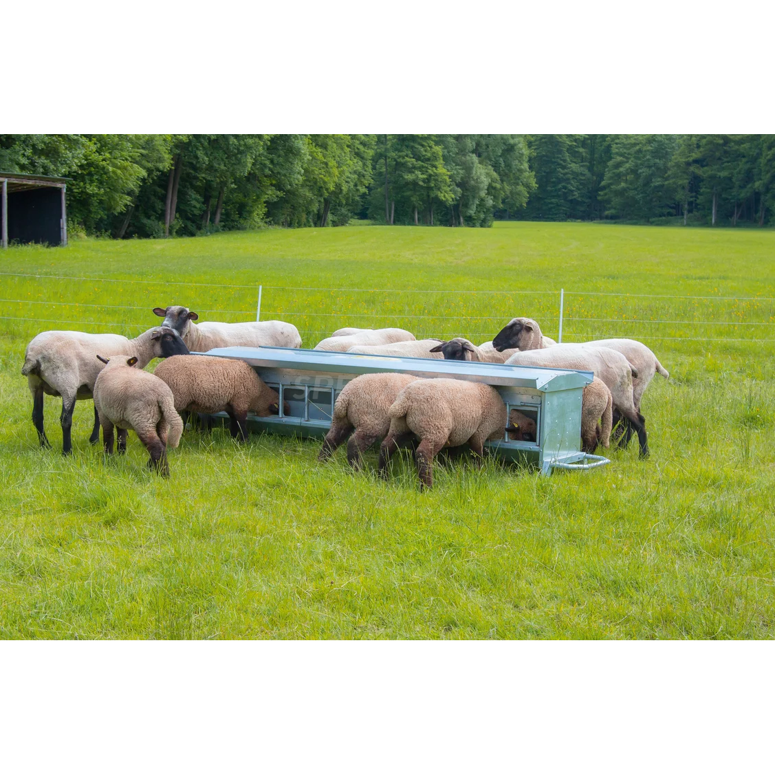 Šėrykla avims mobili 2,44m 240L su stogeliu 372524 1