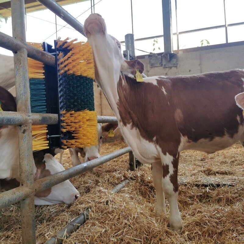 Šepetys kasimuisi 50x30x14cm prie sienos 334149 5